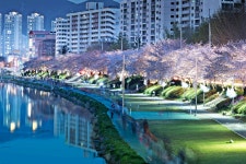 [Df] 지난 주말 부산 온천천 5 pics - 니콘 Talk [Df] 지난 주말 부산 온천천 5 pics