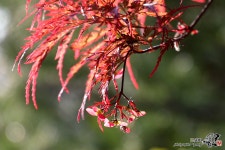 [D500 + 16-300mm] 단풍나무도 종류가 - 니콘 Talk [D500 + 16-300mm]  단풍나무도 종류가