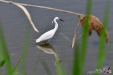 [D500] 백로 - 니콘 Talk [D500] 백로