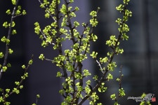 [D500 + 18-400mm] 은행잎 새순 - 니콘 Talk [D500 + 18-400mm] 은행잎 새순