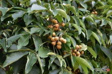 [D500 + 18-400mm] 마로니에 - 니콘 Talk [D500 + 18-400mm] 마로니에