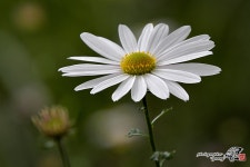 [D500 + 18-400mm] 구절초 - 니콘 Talk [D500 + 18-400mm] 구절초