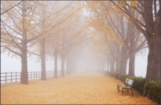 [D1X]은행나무길의 아침(1) - 니콘 Talk [D1X]은행나무길의 아침(1)