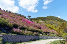 철쭉 정원 - 니콘 Talk 철쭉 정원