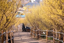 구례산수유마을 - 니콘 Talk 구례산수유마을