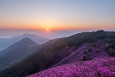 창원 천주산의 진달래 - 니콘 Talk 창원 천주산의 진달래
