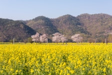 남지 낙동강변 유채 - 니콘 Talk 남지 낙동강변 유채