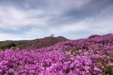 황매산 철쭉 - 니콘 Talk 황매산 철쭉