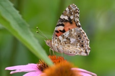 [d780+28-300] 꽃과 나비 .. - 니콘 Talk [d780+28-300] 꽃과 나비 ..