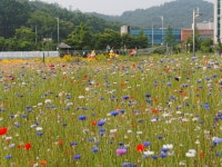 [E-M5] 부천 여월 꽃 단지 - 올림푸스 Talk [E-M5] 부천 여월 꽃 단지