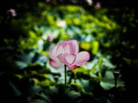 [E-M1 + 타기종] 2016. 7. 9. 부산 삼락공원 - 올림푸스 Talk [E-M1 + 타기종] 2016. 7. 9. 부산 삼락공원