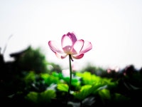 [E-M1 + 타기종] 2016. 7. 9. 부산 삼락공원 - 올림푸스 Talk [E-M1 + 타기종] 2016. 7. 9. 부산 삼락공원