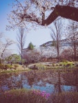 [em1+15.7] 경주 벚꽃 - 올림푸스 Talk [em1+15.7] 경주 벚꽃