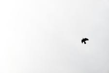 [LX10] 여백의 미~라지만, 너무나 여백이 많은 심플한 까마귀사진.. - 파나소닉 Talk [LX10] 여백의 미~라지만, 너무나 여백이 많은 심플한... 
