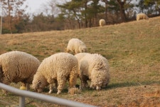 [GF7 45.8] 양떼목장 - 파나소닉 Talk [GF7 45.8] 양떼목장