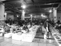 [GF10+12-32] 포항 죽도시장 한바퀴~ - 파나소닉 Talk [GF10+12-32] 포항 죽도시장 한바퀴~