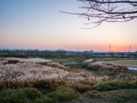 코스모스와 억새 풍경 - 파나소닉 Talk 코스모스와 억새 풍경