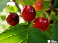 [WG-1] 결실~ - 리코 & 펜탁스 Talk [WG-1] 결실~