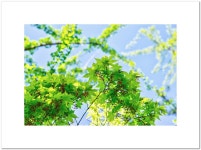 푸르름의 계절이 좋다(K-r) - 리코 & 펜탁스 Talk 푸르름의 계절이 좋다(K-r)