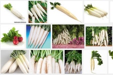 [잡담] 무(우)를 사투리로 - 삼성 Talk [잡담] 무(우)를 사투리로