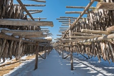 타기종) 황태덕장 - 삼성 Talk 타기종) 황태덕장