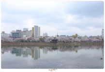 [타] 광주 운천저수지 벚꽃현황 [BGM] - 삼성 Talk [타] 광주 운천저수지 벚꽃현황 [BGM]