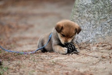 [타]강아지가 주는 행복~ - 삼성 Talk [타]강아지가 주는 행복~