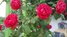 [S7 엣지] 쾌도난마의 화벨이 장미의 영혼을 잡았습니다. - 삼성 Talk [S7 엣지] 쾌도난마의 화벨이 장미의 영혼을 잡았습니다.