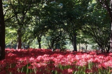 꽃무릇을 검색을 해 보니, 불갑사는 안 가도 근처에 있군요. - 삼성 Talk 꽃무릇을 검색을 해 보니, 불갑사는 안 가도 근처에 있군요.