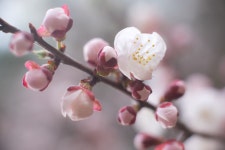 [타] 아파트앞 매화꽃 - 삼성 Talk [타] 아파트앞 매화꽃