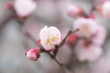 [타] 아파트앞 매화꽃 - 삼성 Talk [타] 아파트앞 매화꽃