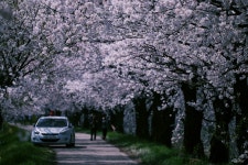 [nx1, 50-150] 목천포의 봄.. - 삼성 Talk [nx1, 50-150] 목천포의 봄..