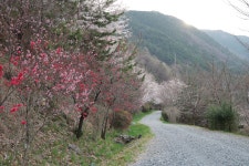 [nx1]진해 드림로드..내수면연구소 - 삼성 Talk [nx1]진해 드림로드..내수면연구소