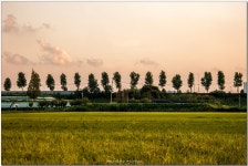 [nx500]곡식이 익어가는... - 삼성 Talk [nx500]곡식이 익어가는...