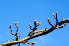 nx500 nx45mm 동내 배밭에 가봤어요 - 삼성 Talk nx500 nx45mm   동내 배밭에 가봤어요