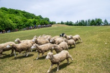 [타] 삼양목장 양몰이 - 삼성 Talk [타] 삼양목장 양몰이
