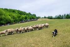 [타] 삼양목장 양몰이 - 삼성 Talk [타] 삼양목장 양몰이