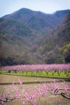 영덕 달산에서 복사꽃을 만나다. - 삼성 Talk 영덕 달산에서 복사꽃을 만나다.