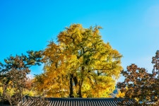 [S1,16-35] 향교의 가을 ... [BGM] - 삼성 Talk [S1,16-35] 향교의 가을 ...  [BGM]