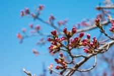 nx500 / 20-50mm 장수동 벚꽃구경 언제해야하나? - 삼성 Talk nx500 / 20-50mm 장수동 벚꽃구경 언제해야하나?