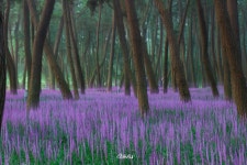 [S1, 24-105] 보랏빛 송림 ..[BGM] - 삼성 Talk [S1, 24-105] 보랏빛 송림 ..[BGM]