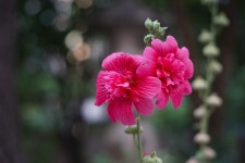 접시꽃 - 소니 Talk 접시꽃