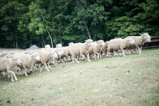 [A7R+55.8za] 박진감 넘치는 양 사진 -0- - 소니 Talk [A7R+55.8za] 박진감 넘치는 양 사진 -0-