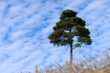 [a7m2&135Z] 남산위에 저 소나무~~~~~~~~~~~ - 소니 Talk [a7m2&135Z] 남산위에 저 소나무~~~~~~~~~~~