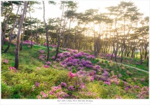 노을지던 솔숲에서.. - 소니 Talk 노을지던  솔숲에서..