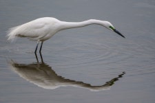 [a6500 + ef500mm f4L] 이번에는 사냥 성공! (백로) - 소니 Talk [a6500 + ef500mm f4L] 이번에는 사냥 성공! (백로)