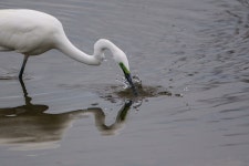 [a6500 + ef500mm f4L] 이번에는 사냥 성공! (백로) - 소니 Talk [a6500 + ef500mm f4L] 이번에는 사냥 성공! (백로)