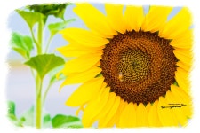 [a99ⅱ + 축복이] 해바라기 한점.... - 소니 Talk [a99ⅱ + 축복이] 해바라기 한점....