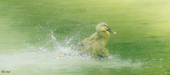 우중 속 목간 맋샷 - 소니 Talk 우중 속 목간 맋샷