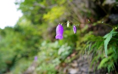  [A7RII+ Batis25]...^^ 금강초롱꽃...^^ - 소니 Talk [A7RII+ Batis25]...^^ 금강초롱꽃...^^